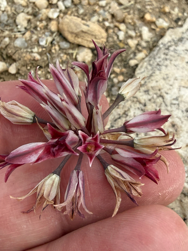 Parish's onion (Allium parishii)