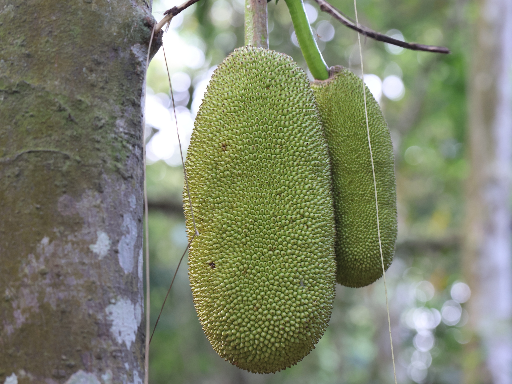 Jackfruit (Artocarpus heterophyllus)