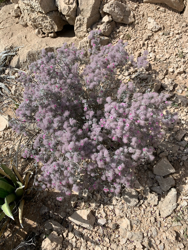 Plumed Crinklemat (Tiquilia greggii)