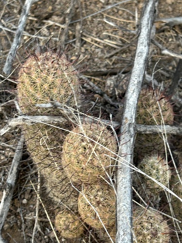 Graham's nipple cactus (Cochemiea grahamii)