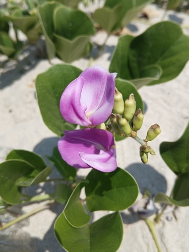 Beach Bean (Canavalia rosea)
