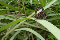 Hypochrysops polycletus