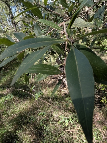 Large Mock-olive (Notelaea longifolia)