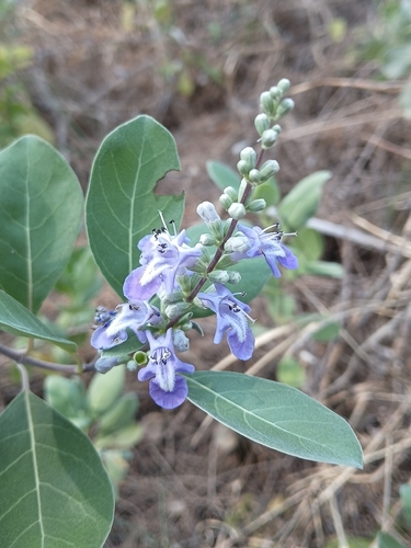 Beach Vitex (Vitex rotundifolia)