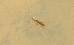 Limnoporus rufoscutellatus