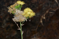 Kleinia grandiflora