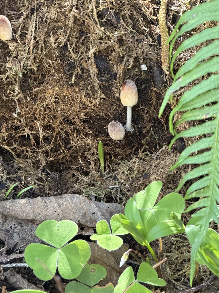 Coprinellus micaceus · April 2026 · photo: © judisanders (iNaturalist, cc-by)