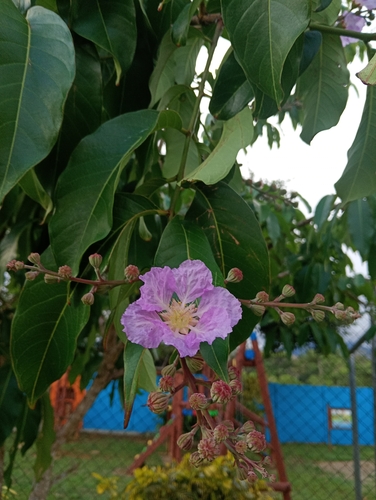 Giant Crepe-myrtle (Lagerstroemia speciosa)