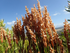 Elegia racemosa