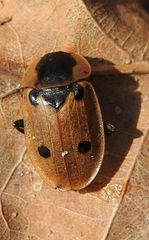 Dendroxena quadrimaculata