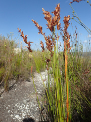Elegia racemosa