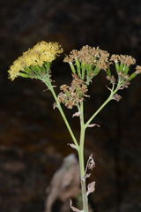 Kleinia grandiflora