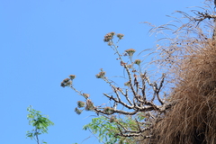 Kleinia grandiflora
