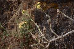 Kleinia grandiflora