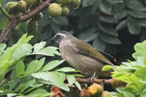 Green-winged Saltator (Saltator similis), photo 5