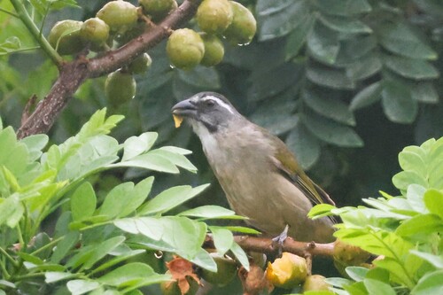 Green-winged Saltator (Saltator similis), photo 6