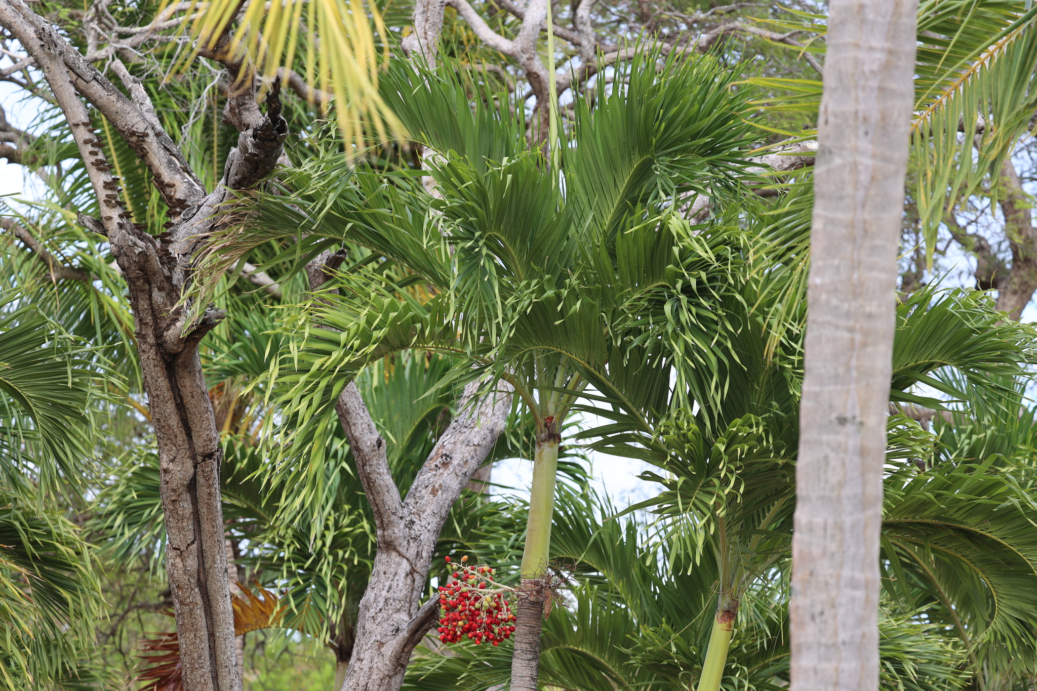 Manila Palm (Adonidia merrillii)