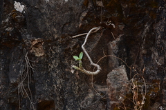 Kleinia grandiflora