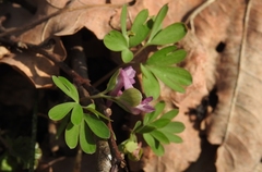Corydalis intermedia