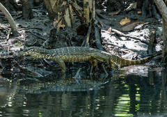 Varanus palawanensis