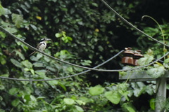 Todiramphus funebris