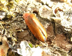 Pseudocistela ceramboides