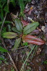 Nepenthes