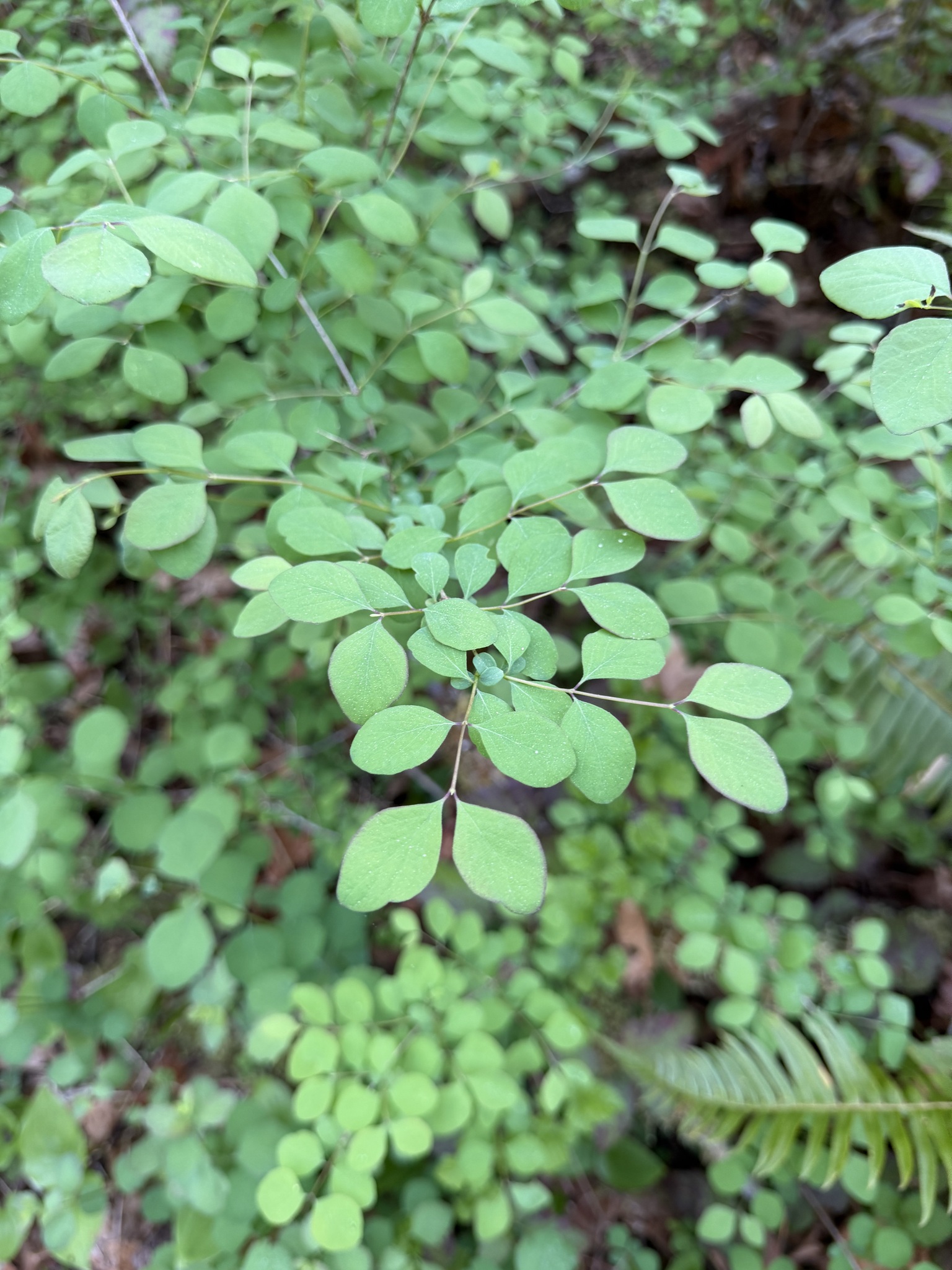 Common Snowberry (Symphoricarpos albus)