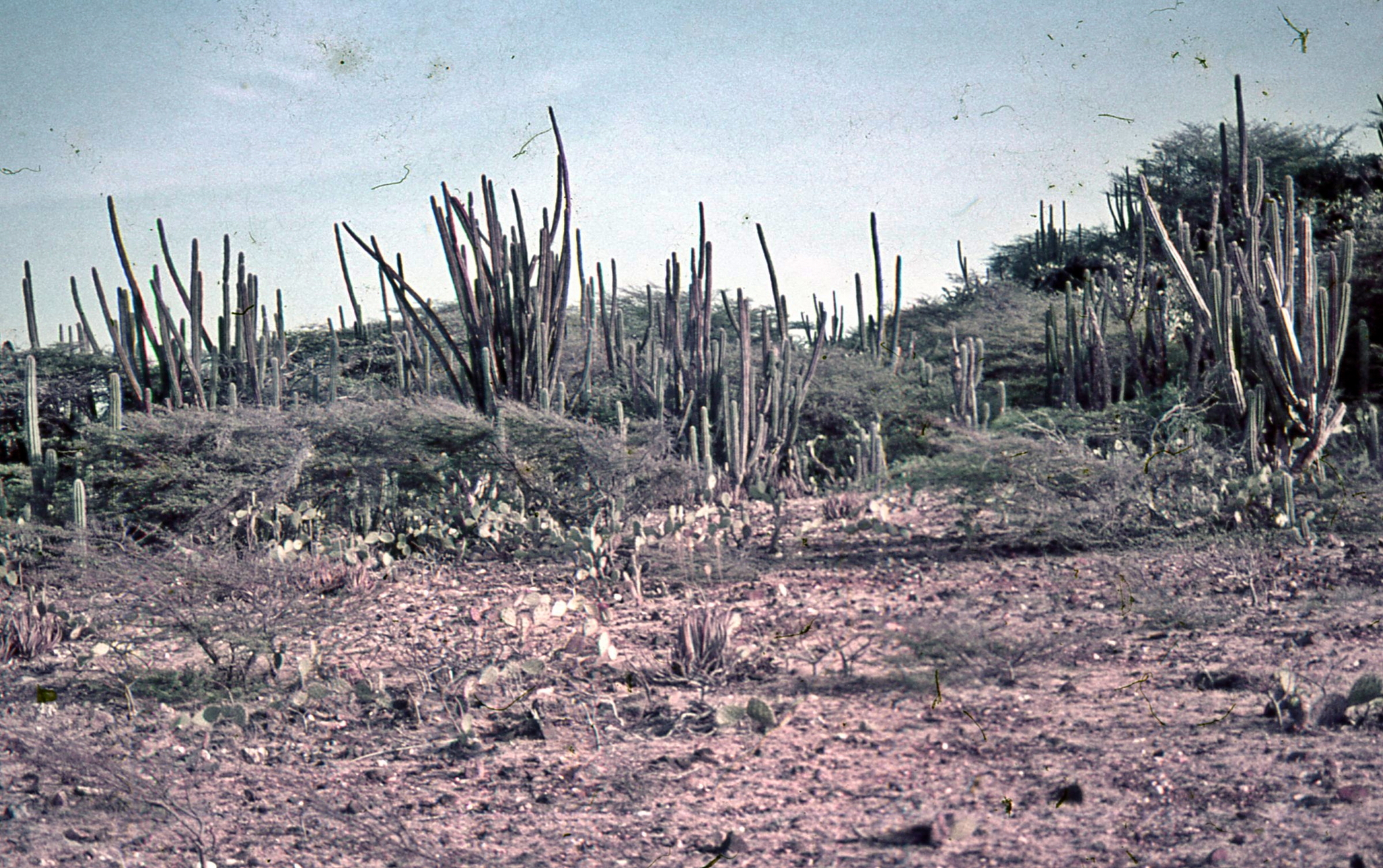 Apple Cactus (Cereus repandus)