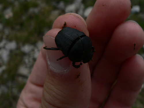 Gymnopleure de Geoffroy