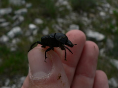 Gymnopleurus geoffroyi