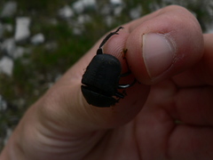 Gymnopleurus geoffroyi