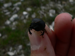 Gymnopleurus geoffroyi