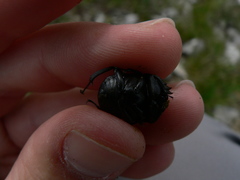 Gymnopleurus geoffroyi