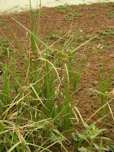 Cyperus blepharoleptos image