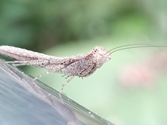 Compsomantis