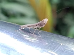 Compsomantis