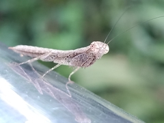 Compsomantis
