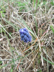 Muscari
