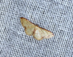 Idaea impexa