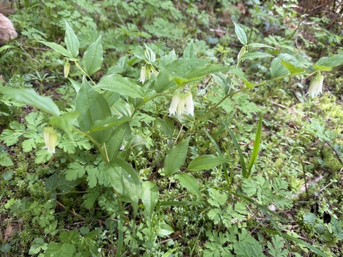 largeflower fairybells (Prosartes smithii)