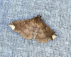 Adrapsa quadrilinealis