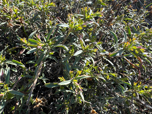 Bush Penstemon (Penstemon fruticosus)
