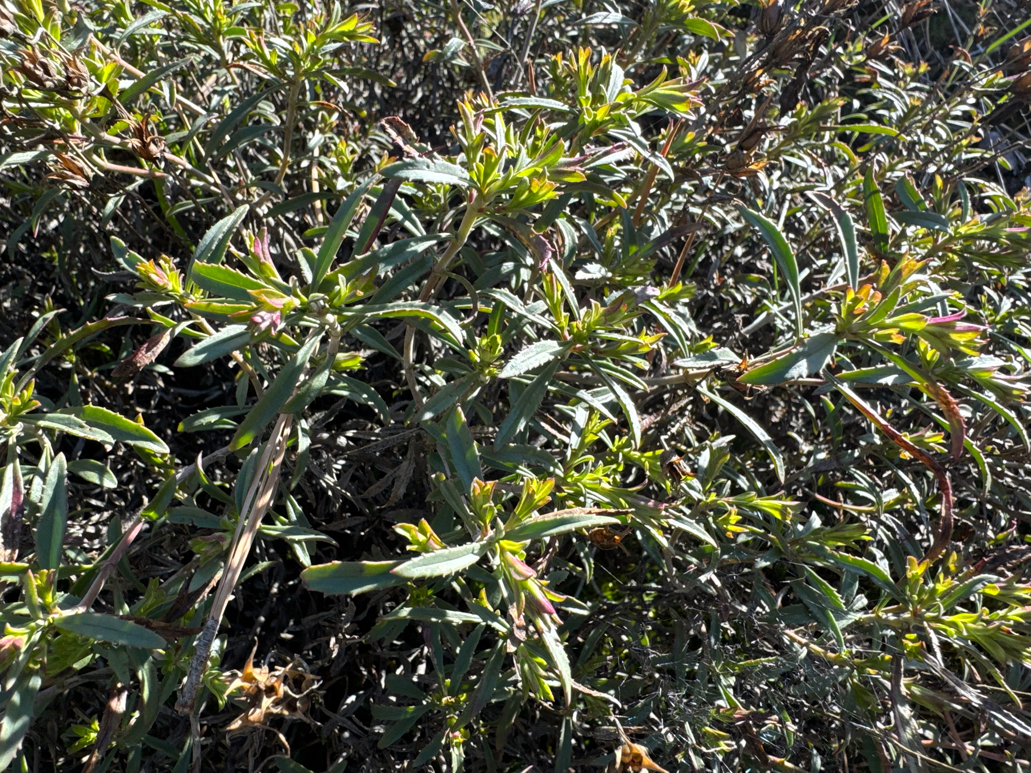 Bush Penstemon (Penstemon fruticosus)