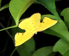 Corymica spatiosa
