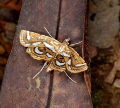 Cymoriza