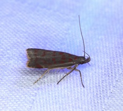 Dichomeris sandycitis