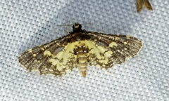 Eurrhyparodes bracteolalis
