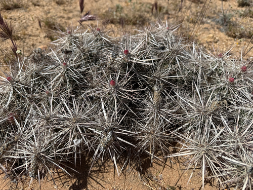 Parish's club-cholla (Grusonia parishii)