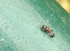 Dilobocondyla fouqueti